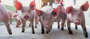 Ferkelerzeuger stehen besonders unter Druck. Der Grund: Viele Schlachth�fe mussten ihre Kapazit�ten wegen Corona sowie einem Mangel an Arbeitskr�ften runterfahren. Und bei Preisen von 1,27 Euro pro Kilogramm Schlachtgewicht f�r die Schlachtschweine wegen ASP ist die Bereitschaft bei den M�stern gering, wieder Schweine einzustallen. Das trifft vor allem die Sauenhalter.