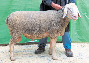 Dieser formsch�ne Merinolandschafbock von Dieter Hertler, Deggingen, erzielte den H�chstpreis bei der Internetauktion.