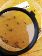 Der Rapserdfloh schadet im Larvenstadium Blättern.