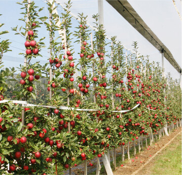 In Modellanlagen wie hier am KOB wurde in einem Projekt gepr�ft, wie sich Folien�berdachungen auf die Apfelproduktion auswirken.