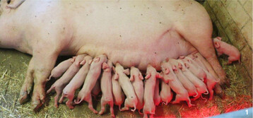 W�rfe mit �ber 14 Ferkeln lassen sich kaum noch ausgleichen.