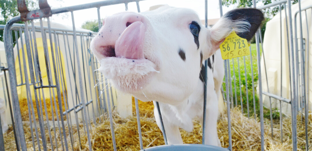 Intensiv getr�nkte K�lber nehmen st�rker zu als restriktiv getr�nkte Jungtiere. Auch ihre Organe wachsen schneller und intensiver.