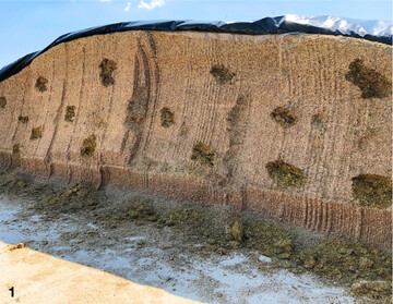 Die Probenahme am Anschnitt beginnt an einer Seite und erfolgt dann W- oder Z-f�rmig �ber die gesamte Breite und H�he des Silos. �