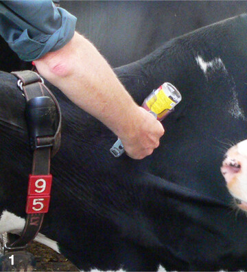 Die Blauzungenkrankheit kann bei Wiederk�uern zu schwerwiegenden Erkrankungen bis hin zu Todesf�llen und gro�en wirtschaftlichen Einbu�en f�hren.