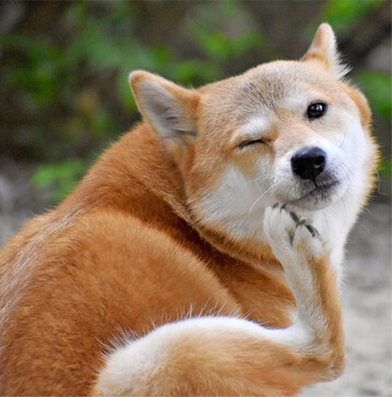 Wenns den Hund juckt Heranwachsende Hunde und Welpen leiden h�ufig unter Flohbefall. Anders als der Name vermuten l�sst, sind Hunde meistens vom Katzenfloh (Ctenocephalides felis) befallen. Die adulten Weibchen sind zwei bis vier Millimeter, M�nnchen etwa einen Millimeter lang und braun bis rot-braun gef�rbt. Katzenfl�he f�hlen sich im Fell von vielen Tierarten wohl und befallen auch den Menschen. Sie ern�hren sich vom Blut ihres jeweiligen Wirtes. Neben Junghunden ist ein massiver Flohbefall insbesondere f�r �ltere und immunschwache Hunde gef�hrlich, da dieser im schlimmsten Fall zu einer Blutarmut (An�mie) f�hren kann. Auch k�nnen Fl�he andere Erreger oder Parasiten wie Bandw�rmer �bertragen. Zun�chst zeigen die befallenen Hunde vielleicht keine deutlichen Symptome. H�ufig ist ein vermehrtes Kratzen zu bemerken, die betroffenen Hautstellen k�nnen durch die Reizung auch ger�tet sein oder bluten. Um sicher zu gehen, ob der Juckreiz beim Vierbeiner von einem Flohbefall herr�hrt, empfiehlt sich folgende Vorgehensweise: B�rsten Sie das Fell des Hundes mit einem speziellen Floh-Kamm. Sind schwarze oder braune Kotkr�mel auf den Zinken zu sehen, die sich beim Verreiben auf einem feinen feuchten Tuch rot f�rben, ist dies ein eindeutiges Indiz. Die rote Farbe entsteht durch die Blutbestandteile, die der Floh unverdaut wieder ausscheidet. Hat der Hund Fl�he, empfiehlt sich eine sofortige Behandlung. Auch die Umgebung des Tieres (Decken, Spielsachen, Teppiche) muss in die Behandlung miteinbezogen werden, um die hartn�ckigen Parasiten langfristig loszuwerden. Bundesverband der Tiergesundheit