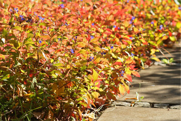 Als Bodendecker verwandelt die Chinesische Bleiwurz sich in einen Teppich aus Blüten und rötlichen Blättern. Das sieht schön aus und hält gleichzeitig Unkraut fern.