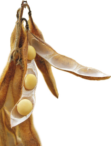 Bei den �lsaaten Raps und Sojabohnen herrscht derzeit kein Mangel. Die stagnierende Sojanachfrage deutet einen Nachfrager�ckgang an.