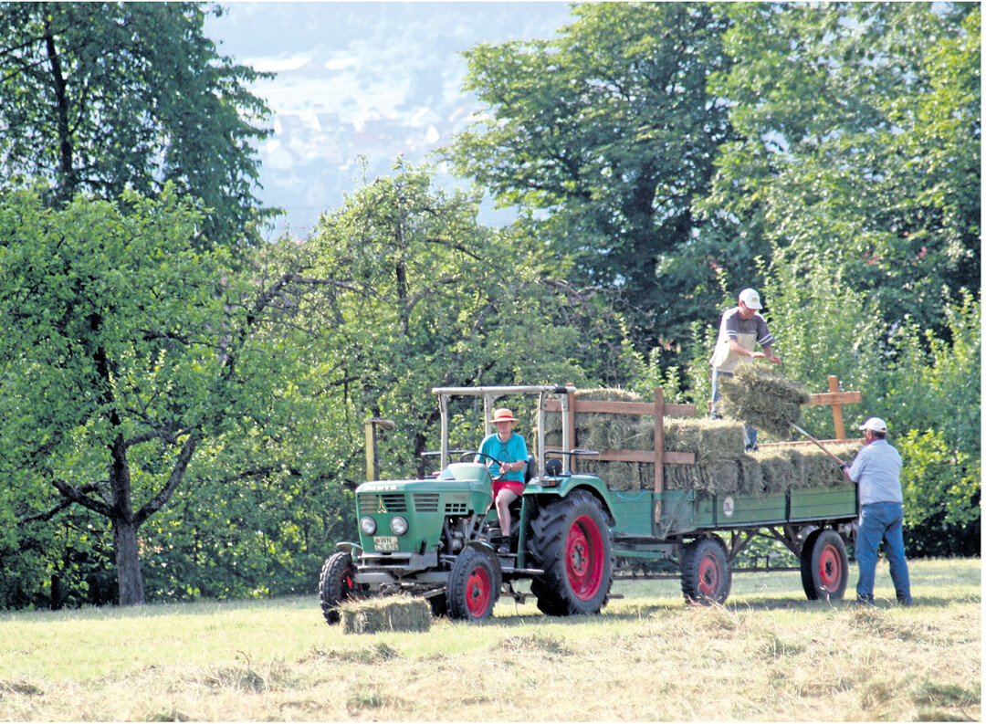 Streuobstwiesen ben�tigen regelm��ige Pflege. Nur wenn der Aufwuchs genutzt wird, bleibt die ausgewogene Mischung aus Kr�utern, Leguminosen und Gr�sern erhalten.