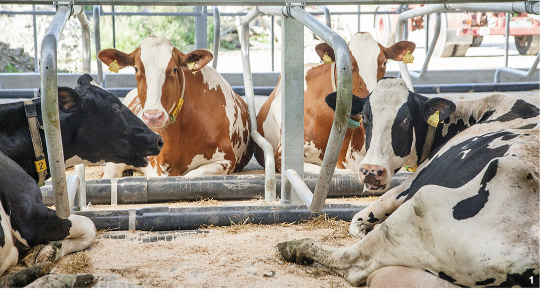 F�hlen sich die K�he im Stall wohl, ist eine wichtige Voraussetzung f�r ihre Gesundheit erf�llt.