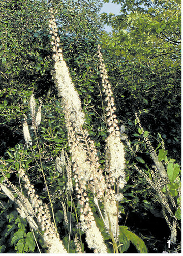 In den duftigen Bl�tenst�nden f�ngt sich das Licht der tief stehenden Herbstsonne.