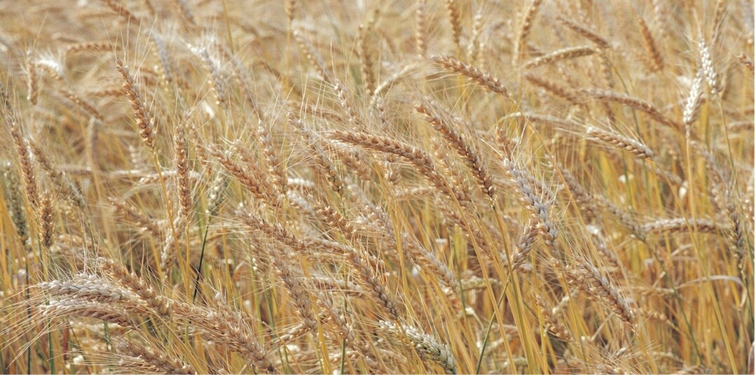 Weizen ist nicht gleich Weizen. Jede Sorte hat andere Schwerpunkte, mit denen sie punkten kann.