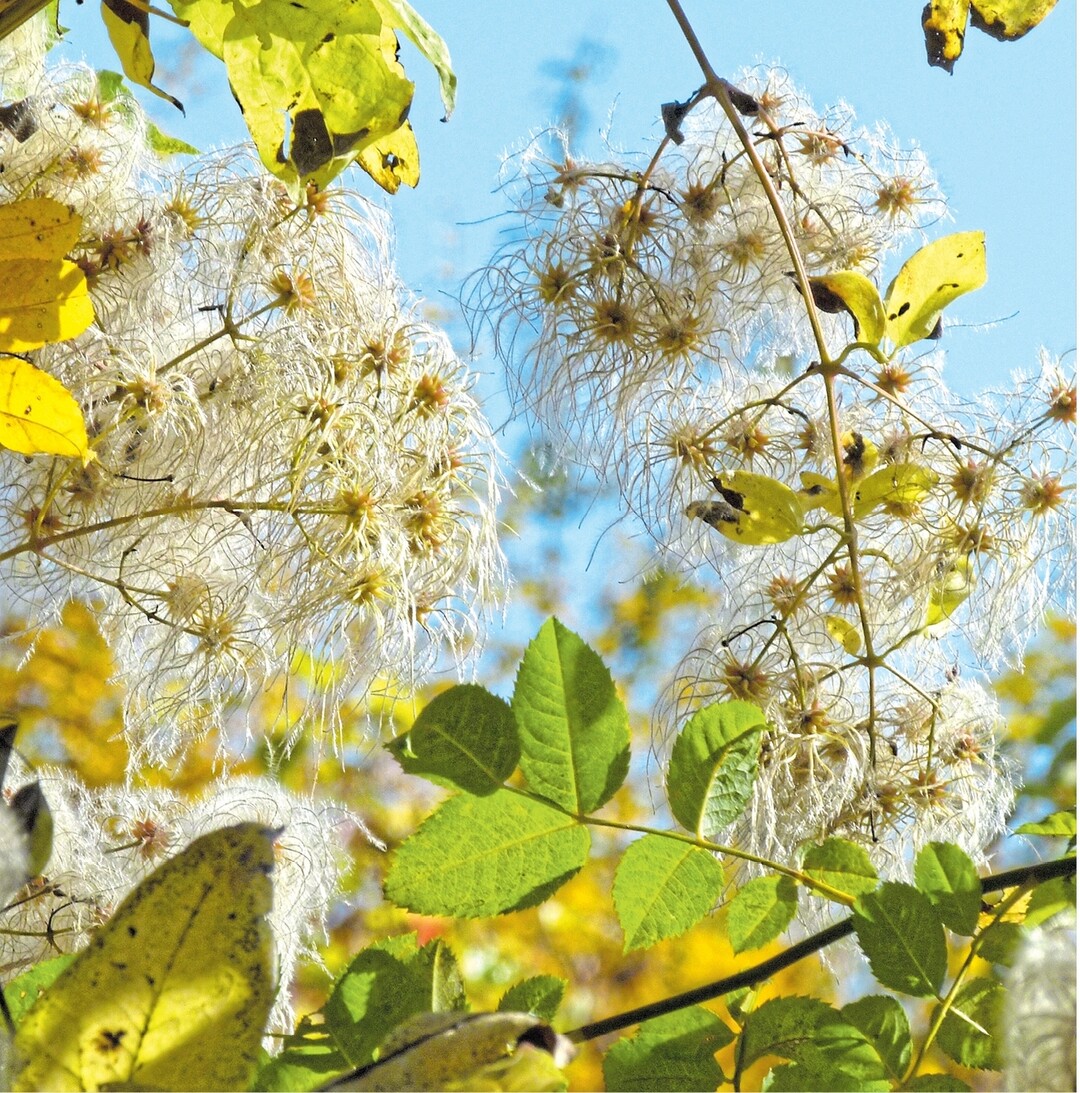 Die Gew�hnliche Waldrebe (Clematis vitalba) geh�rt zu den Hahnenfu�gew�chsen. Als Kletterpflanze (Liane) kann sie sich mit ihrer bis zu sechs Zentimeter dicken Sprossachse bis zehn Meter hoch um B�ume winden. Die schwanzartig verl�ngerten, lang behaarten Griffel der Bl�te dienen als Flugorgan zur Verbreitung der Samen. In herbstlichen Gestecken sehen die filigranen B�schel sehr dekorativ aus. Tipp: Damit die Haare nicht davonfliegen, einfach mit Haarspray festigen.