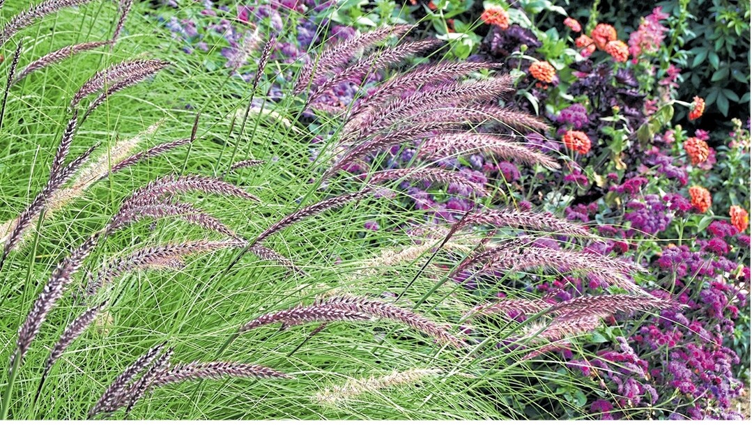 Pennisetum setaceum Pegasus: Ideal in Kombination mit den leuchtenden Bl�ten der Sommerblumen.