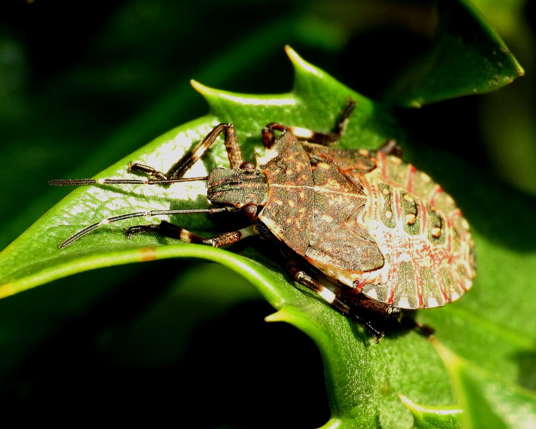 Schweizer Obstbauern beklagen Sch�den in Millionenh�he durch die Marmorierte Baumwanze, die aus Asien eingewandert ist. 