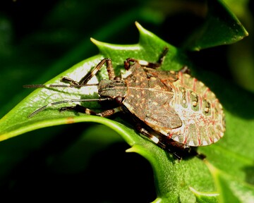 Schweizer Obstbauern beklagen Sch�den in Millionenh�he durch die Marmorierte Baumwanze, die aus Asien eingewandert ist. 