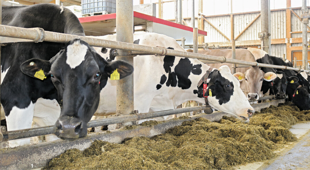 Was, wie viel und zu welchem Preis die K�he t�glich fressen, wirkt sich entscheidend auf den Erl�s aus.