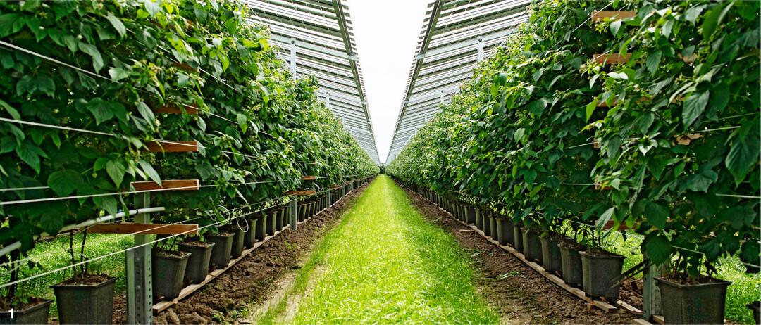Himbeerpflanzen in Babberich/NL unter APV. Der Inhaber kann sich nichts anderes mehr vorstellen.