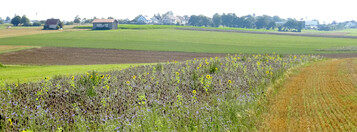 Mehrj�hrige FAKT-Bl�hfl�chen, wie diese hier, bieten besonders vielen Insektenarten Nahrung, Schutz und Lebensraum.