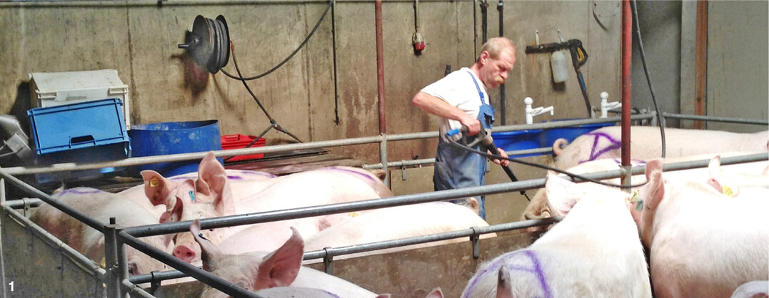 Um den Keimdruck auf den Schweinen zu reduzieren, sollten sie regelm��ig mit Wasser abgespritzt und ges�ubert werden.