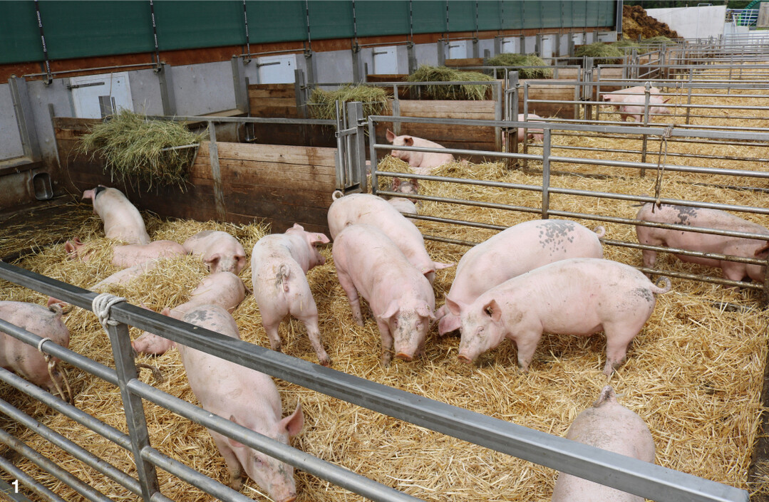  Im Auslauf bietet Stroh den Tieren Besch�ftigung. 