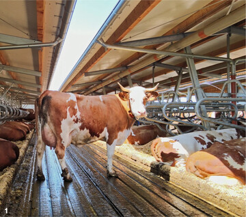 Komfortabel: Der weiche Laufgangboden mit abgedachten Stegen zwischen den Rillen schont die Klauen der K�he.