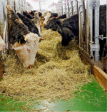 Mit Feedo Futterband von Schauer ist die ganztägige Futtervorlage einfach und kostengünstig zu mechanisieren.