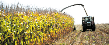 Denken Sie bei der kommenden Maisernte an eine Mykotoxinuntersuchung.