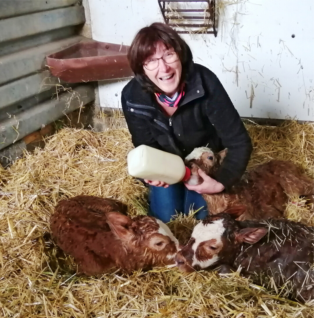  Zu einer kleinen Sensation kam es am Anfang Oktober auf dem Biobetrieb der Familie Leuser in Assamstadt (Main-Tauber-Kreis): Die vierj�hrige rotbunte Holsteinkuh Linda hat Drillinge zur Welt gebracht. Sowas hat Landwirtin Heidi Leuser (Foto) in den ganzen Jahren auf dem Hof noch nicht erlebt. Das J�ngste des Trios hatte Gl�ck, dass zur Zeit der Geburt zuf�llig die Tier�rztin am Hof war. Der kleine Stier kam als letztes zur Welt, war der Schw�chste und hatte obendrein noch Schwierigkeiten ins Leben zu finden. Inzwischen sind alle Drei wohlauf und werden von Tag zu Tag aktiver.