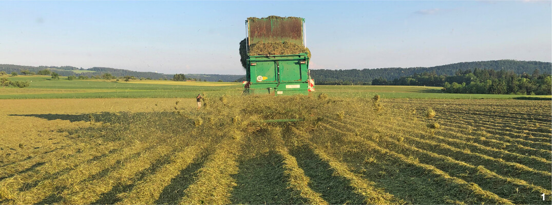 Auf 3,5 ha baut Familie Kraul Kartoffeln unter einer sch�tzenden Mulchschicht an.