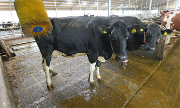 Eine Kuhb�rste f�rdert das Wohlbefinden und die Sauberkeit der Tiere.