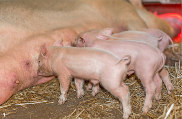 1 Entz�ndungen bei den Ferkeln, die sp�ter dazu f�hren k�nnen, dass sich die Tiere in den Schwanz bei�en, werden h�ufig bereits von der Muttersau weitergegeben.