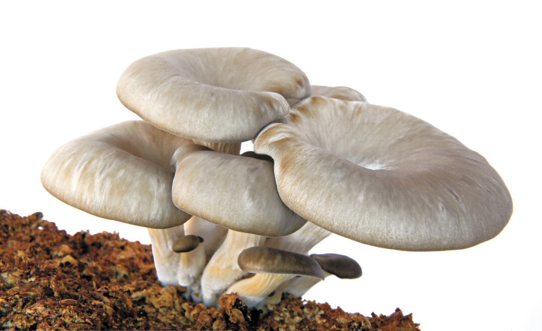 Austernseitlinge sind wohlschmeckend und eigenen sich gut f�r Einsteiger im Pilzez�chten.