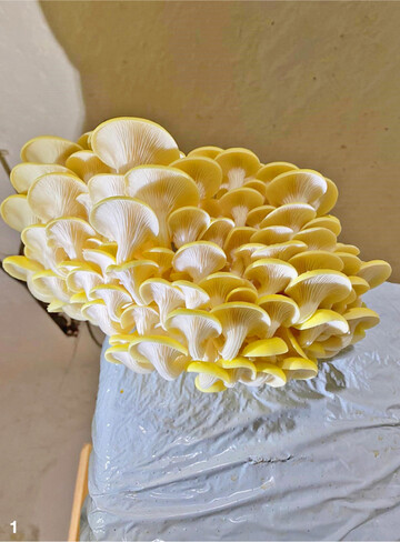 Reife Limomenseitlinge, die aus ihrem Substrat herauswachsen.