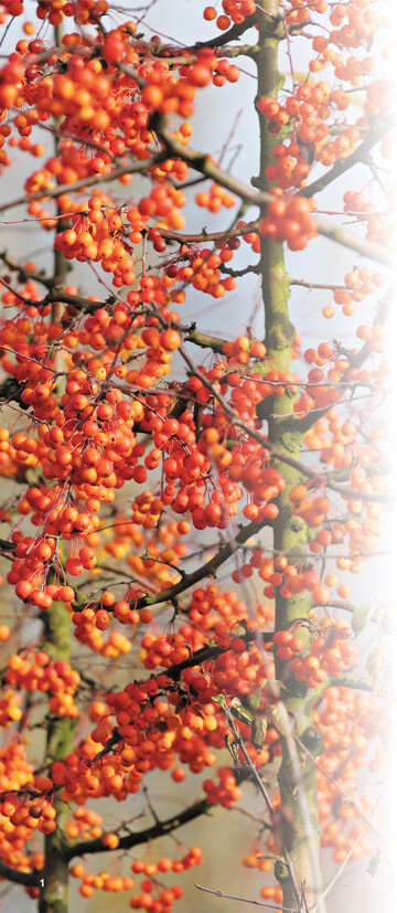 Die Sorte Prof. Sprenger begeistert durch einen überreichen Behang kugeliger, orange-gelber Früchte.