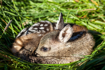  Mit Beginn der Futtererntesaison r�ckt das Thema Wildrettung wieder verst�rkt in den Fokus.