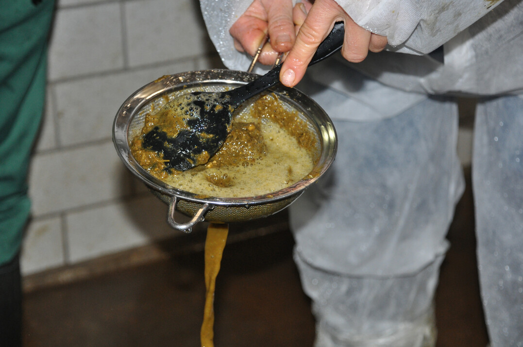 1 Von verschiedenen Kuhfladen werden Proben in einem Küchensieb gesammelt und solange ausgewaschen, bis nur noch klares Wasser kommt.
