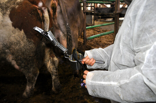 2 Der gewaschene Kot wird in der Presse (Kartoffelpresse) ausgedrückt. Zurück bleiben die Feststoffe.