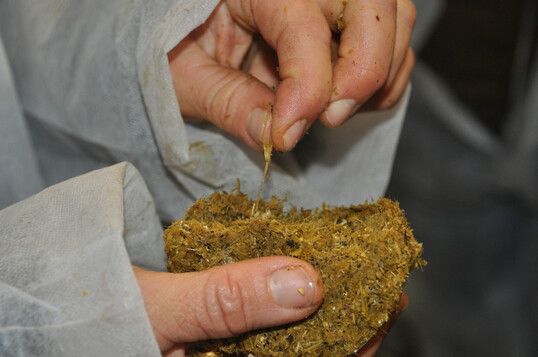 4 Lange Fasern beziehungsweise ein hoher Kotkuchen zeigen auf, dass die Zellulose nicht ausreichend verdaut wurde und die Fütterung unausgewogen ist.