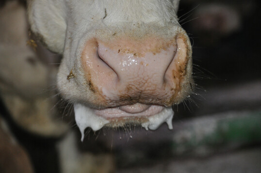 5 Der Kuh läuft Speichel aus dem Maul. Ein übermäßiger Speichelfluss ist ein Warnzeichen für eine Pansenacidose.