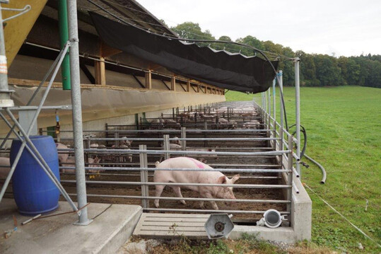 In der kleinstrukturierten Schweinehaltung in der Schweiz sind alternative Haltungsformen f�r Qualit�tsprogramme weit verbreitet.