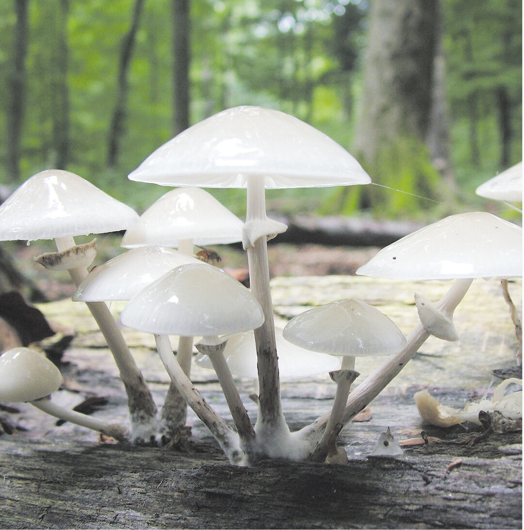 bild der woche Pilze leisten einen wichtigen Beitrag im Lebensraum Wald. Diese Schleimlings-Art zersetzt das tote Holz und bildet damit die Lebensgrundlage f�r andere Pflanzen und Tiere.