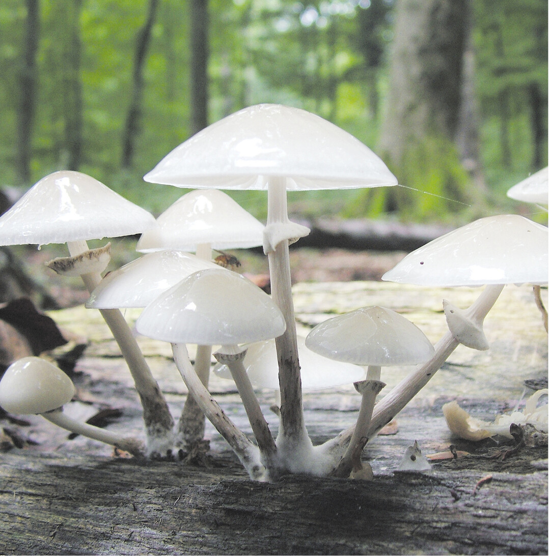 bild der woche Pilze leisten einen wichtigen Beitrag im Lebensraum Wald. Diese Schleimlings-Art zersetzt das tote Holz und bildet damit die Lebensgrundlage f�r andere Pflanzen und Tiere.