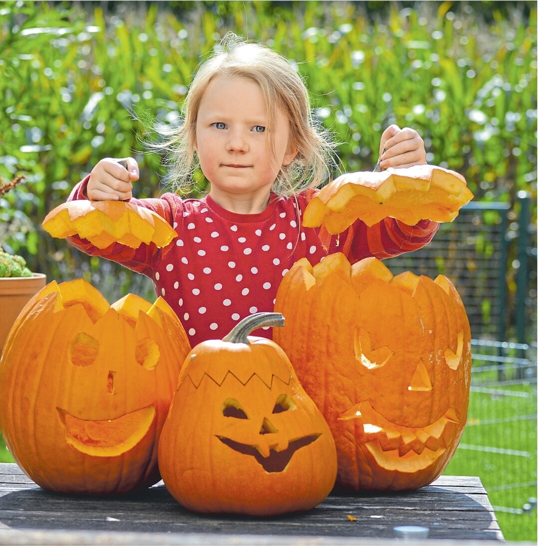 Wer einen Halloween-K�rbis schnitzen m�chte, sollte zuerst Augen, Nase und Mund einschneiden. Dann die Frucht bis auf einen zwei Zentimeter starken Rand aush�hlen. Danach lassen sich die Gesichtsteile leicht herausdr�cken. Andersherum besteht die Gefahr, beim Schnitzen das Gesicht komplett einzudr�cken.