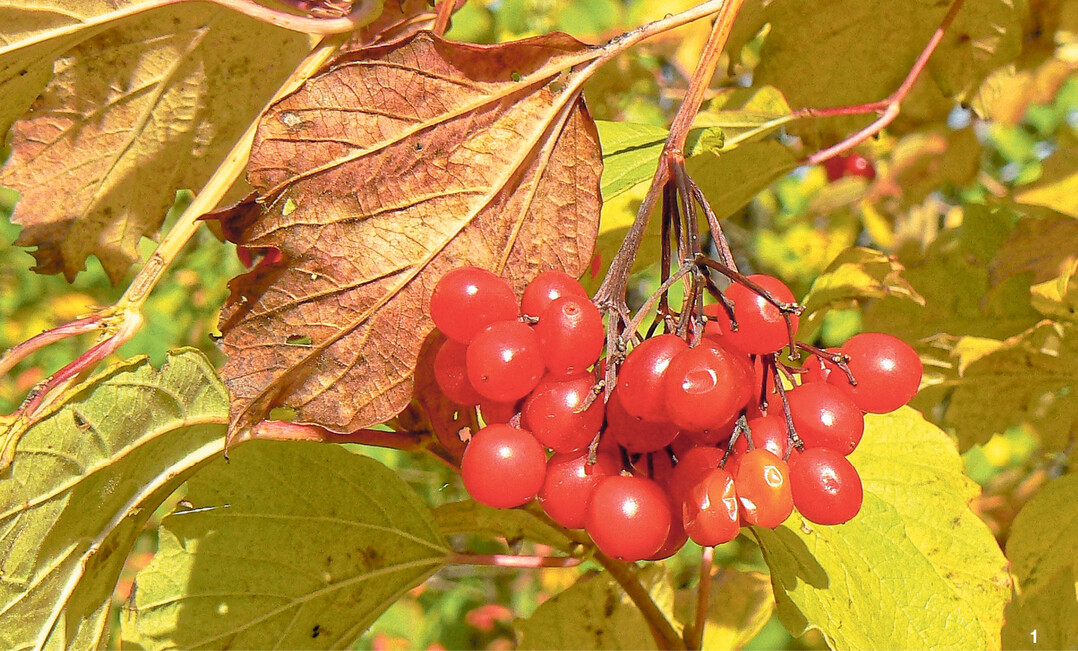 Die Beeren des Schneeballs werden zwischen August und November reif.