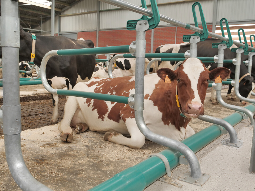 Neue Kriterien im QM-Milch-Standard 2020 widmen sich vor allem dem Tierwohl und der Tiergesundheit: Zukünftig wird verstärkt kontrolliert, dass keine Technopathien oder haltungsbedingte Mängel bei den Kühen vorliegen, die z.B. aus baulichen Mängeln oder Managementfehlern resultieren können.