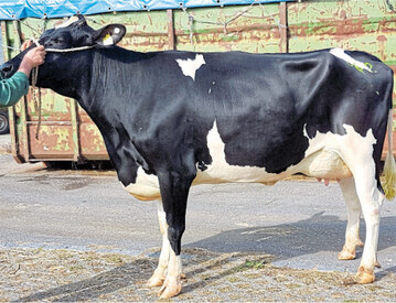 Hei� begehrt war diese Bostoni-Tochter von der Erthle GbR, Eggingen. Frisch in Milch wartete sie mit einem Gemelk von 38 kg auf.