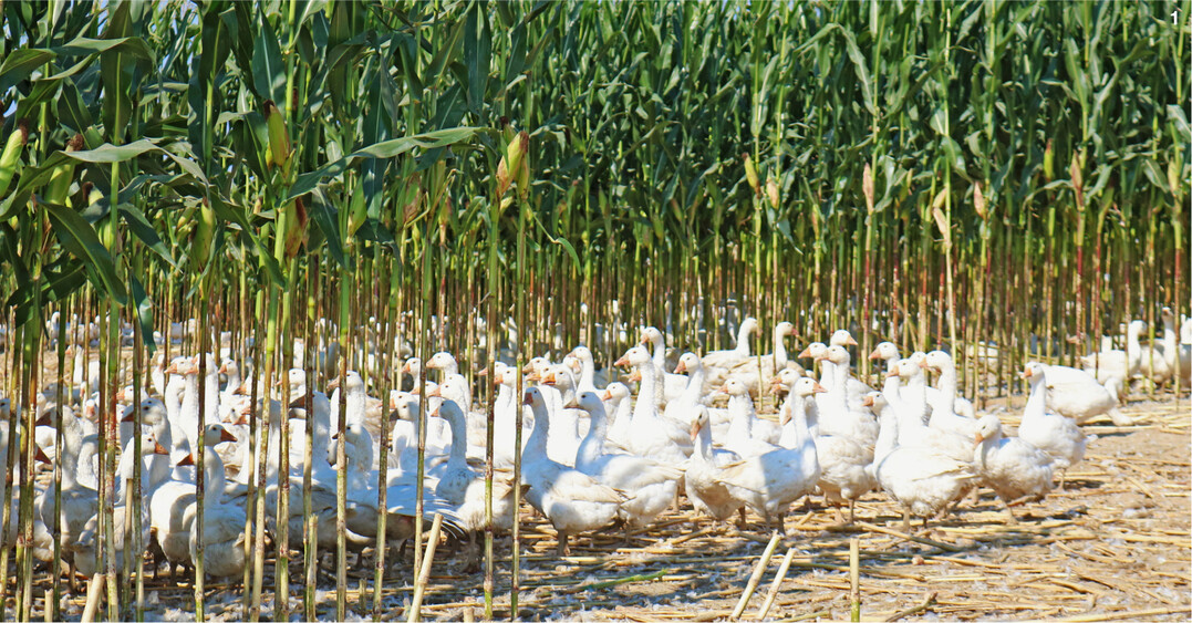 Die G�nse laufen auf der gro�en Fl�che immer in Gruppen.