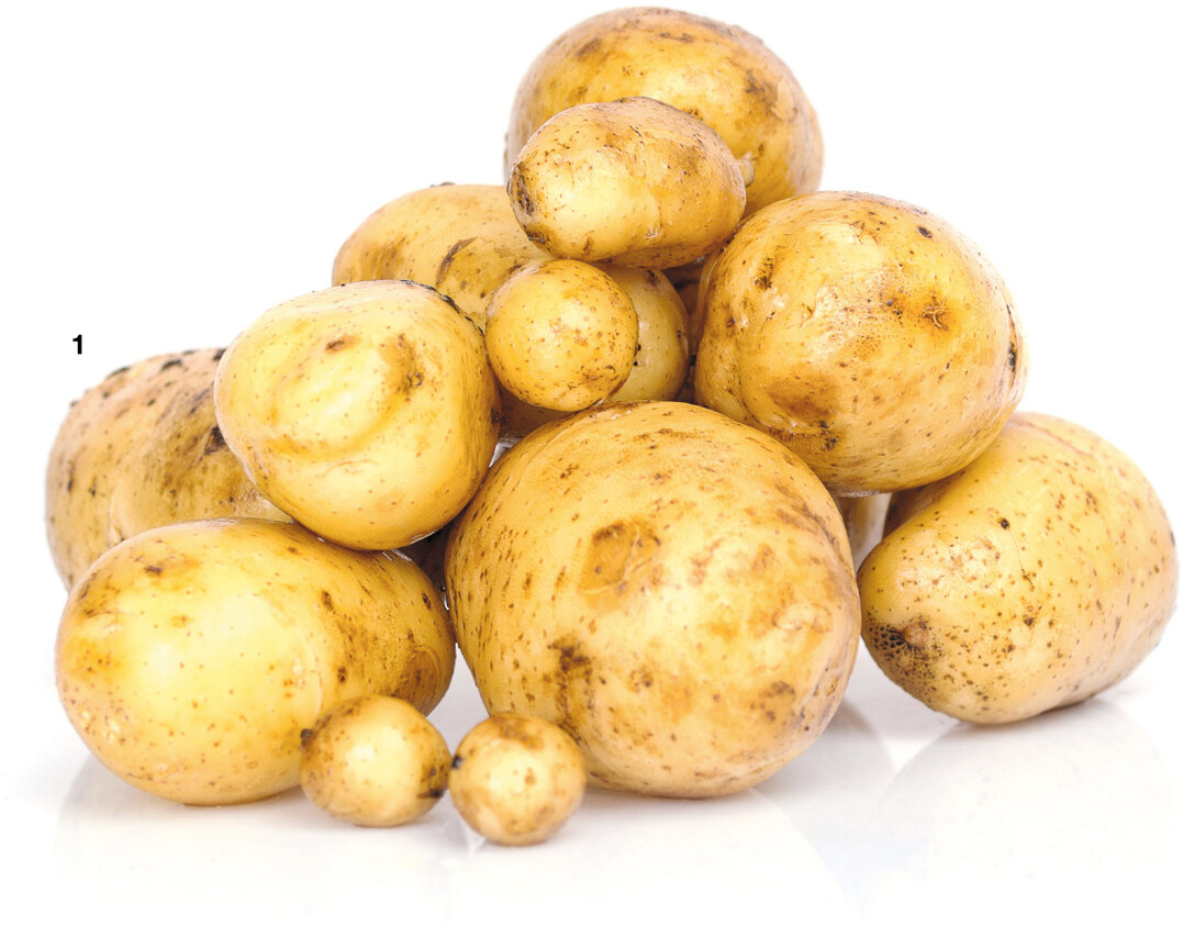 In den Landessortenversuchen werden neue Sorten in der Regel �ber einen Zeitraum von drei Jahren mit bereits in der Praxis eingef�hrten Sorten verglichen.