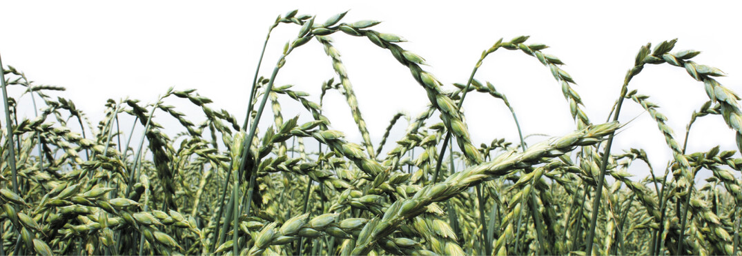 Lange Internodien und gro�e, schwere �hren: Standfestigkeit ist wichtig f�r hohe Ertr�ge.