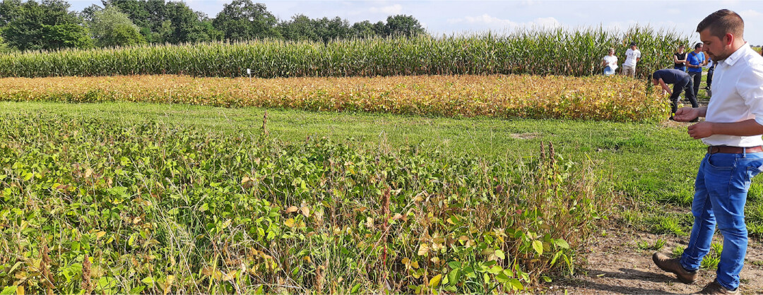 Gleiche Sorte, gleicher Saattermin, unterschiedliches Ergebnis in Abh�ngigkeit von der Bestellung: Soja in Mulchsaat (vorne) entwickelte sich schlechter als die herk�mmlich nach dem Pfl�gen ges�te (hinten).